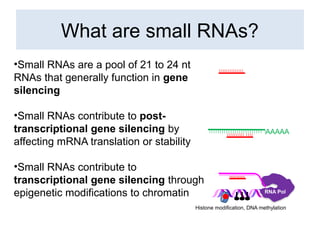 What are small RNAs?
•Small RNAs are a pool of 21 to 24 nt
RNAs that generally function in gene
silencing
•Small RNAs contribute to post-
transcriptional gene silencing by
affecting mRNA translation or stability
•Small RNAs contribute to
transcriptional gene silencing through
epigenetic modifications to chromatin
AAAAA
RNA Pol
Histone modification, DNA methylation
 