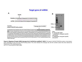 Target gene of miRNA
 