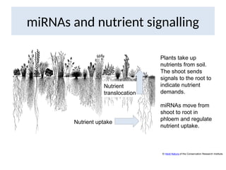 miRNAs and nutrient signalling
Plants take up
nutrients from soil.
The shoot sends
signals to the root to
indicate nutrient
demands.
miRNAs move from
shoot to root in
phloem and regulate
nutrient uptake.
Nutrient
translocation
Nutrient uptake
© Heidi Natura of the Conservation Research Institute.
 