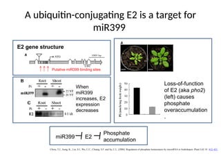 A ubiquitin-conjugating E2 is a target for
miR399
E2 gene structure
Putative miR399 binding sites
When
miR399
increases, E2
expression
decreases
Loss-of-function
of E2 (aka pho2)
(left) causes
phosphate
overaccumulation
.
miR399 E2
Phosphate
accumulation
Chiou, T.J., Aung, K., Lin, S.I., Wu, C.C., Chiang, S.F. and Su, C.L. (2006) Regulation of phosphate homeostasis by microRNA in Arabidopsis. Plant Cell 18: 412–421.
 