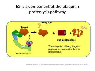 E2 is a component of the ubiquitin
proteolysis pathway
Adapted from Vierstra, R.D. (2009) The ubiquitin–26S proteasome system at the nexus of plant biology. Nat. Rev. Mol. Cell Biol. 10: 385-397.
CUL1
SKP1
F-box
SCF E3 complex
26S proteosome
Target
Ubiquitin
E2
The ubiquitin pathway targets
proteins for destruction by the
proteosome.
 