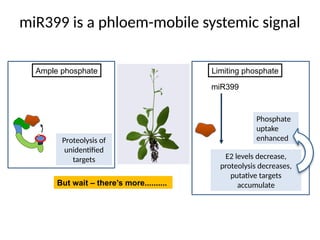 miR399 is a phloem-mobile systemic signal
Phosphate
uptake
enhanced
miR399
Proteolysis of
unidentified
targets
Ample phosphate Limiting phosphate
E2 levels decrease,
proteolysis decreases,
putative targets
accumulate
But wait – there’s more..........
 