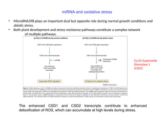 The enhanced CSD1 and CSD2 transcripts contribute to enhanced
detoxification of ROS, which can accumulate at high levels during stress.
miRNA and oxidative stress
• MicroRNA398 plays an important dual but opposite role during normal growth conditions and
abiotic stress.
• Both plant development and stress resistance pathways constitute a complex network
of multiple pathways.
Cu/Zn Superoxide
Dismutase 1
(CSD1)
 