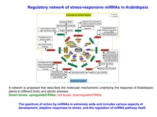 A network is proposed that describes the molecular mechanisms underlying the response of Arabidopsis
plants to different biotic and abiotic stresses.
Green boxes: upregulated RNAs; red boxes: downregulated RNAs.
Regulatory network of stress-responsive miRNAs in Arabidopsis
The spectrum of action by miRNAs is extremely wide and includes various aspects of
development, adaptive responses to stress, and the regulation of miRNA pathway itself.
 