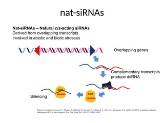 nat-siRNAs
Redrawn from Katiyar-Agarwal, S., Morgan, R., Dahlbeck, D., Borsani, O., Villegas Jr. A., Zhu, J.-K., Staskawicz, B.J., and Jin, H. (2006) A pathogen-inducible
endogenous siRNA in plant immunity. Proc. Natl. Acad. Sci. USA 103: 18002–18007.
Nat-siRNAs – Natural cis-acting siRNAs
Derived from overlapping transcripts
Involved in abiotic and biotic stresses
AGO
AGO
Overlapping genes
Complementary transcripts
produce dsRNA
Silencing
 