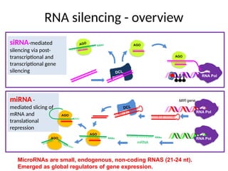 RNA silencing - overview
DCL
AGO
AGO
RNA Pol
AGO
siRNA-mediated
silencing via post-
transcriptional and
transcriptional gene
silencing
AAAn
DCL
MIR gene
RNA Pol
AGO
RNA Pol
miRNA -
mediated slicing of
mRNA and
translational
repression
mRNA
AGO
AGO
AAAn
AAAn
AAAn
AAAn
MicroRNAs are small, endogenous, non-coding RNAS (21-24 nt).
Emerged as global regulators of gene expression.
 