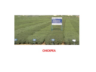 CHICKPEA
 