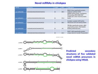 miR ID Sequence Length MFE* Target gene
car-miRNA008 ACGAGACAGAUGGACACGACGG 22 -28.5
RING/U-box superfamily protein,
chalcone synthase (CHS)
car-miRNA011 AUGGUUGAGAGGGUGACUUGA 21 -72.3
SERPIN family protein, amelogenin,
RNA binding (RRM/RBD/RNP
motifs),LEA, anion channel protein
family
car-miRNA015 CGAGACAGAUGGACACGACGG 21 -28.5
Complex 1 protein (LYR family),
ribosomal L23/L15e family protein
car-miRNA020 CUGUAGCAUCACUAUAGCCGC 21 - 45
TPR-like superfamily protein, ARM
superfamily protein, FAD/NAD(P)-
binding oxidoreductase,
car-miRNA051 UGGGACAAUCGAUUUGGACAUC 22 -22.4
SMG7, HAD superfamily protein,
unique electron transfer flavoprotein
Novel miRNAs in chickpea
Predicted secondary
structures of five validated
novel miRNA precursors in
chickpea using Mfold.
 