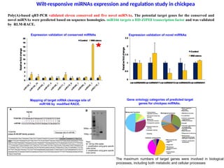 Mapping of target mRNA cleavage site of
miR166 by modified RACE.
Wilt-responsive miRNAs expression and regulation study in chickpea
Expression validation of conserved miRNAs Expression validation of novel miRNAs
Poly(A)-based qRT-PCR validated eleven conserved and five novel miRNAs. The potential target genes for the conserved and
novel miRNAs were predicted based on sequence homologies. miR166 targets a HD-ZIPIII transcription factor and was validated
by RLM-RACE.
Gene ontology categories of predicted target
genes for chickpea miRNAs.
The maximum numbers of target genes were involved in biological
processes, including both metabolic and cellular processes
 