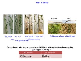 Wilt Stress
Expression of wilt stress-responsive miRNAs in wilt-resistant and -susceptible
genotypes of chickpea
Wilt Resistant Wilt Susceptible
WR 315
PUSA GREEN 112
BG 256
FLIP 90-166
WR 315 JG62
Field-grown plants (wilt-sick plot)
Lab-grown plants
 