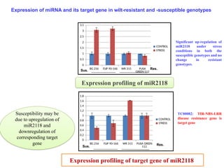 BG 256 FLIP 90-166 WR 315 PUSA
GREEN 112
0
0.5
1
1.5
2
2.5
3
3.5
CONTROL
STRESS
BG 256 FLIP 90-166 WR 315 PUSA GREEN
112
0
0.2
0.4
0.6
0.8
1
1.2
1.4
1.6
1.8
CONTROL
STRESS
Expression profiling of miR2118
Expression profiling of target gene of miR2118
TC00082: TIR-NBS-LRR
disease resistance gene is
target gene
Significant up-regulation of
miR2118 under stress
conditions in both the
susceptible genotypes and no
change in resistant
genotypes.
Sus. Res.
Sus. Res.
Expression of miRNA and its target gene in wilt-resistant and -susceptible genotypes
Susceptibility may be
due to upregulation of
miR2118 and
downregulation of
corresponding target
gene
 