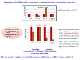 BG 256 FLIP 90 166 WR315 PUSA GREEN
112
0
0.2
0.4
0.6
0.8
1
1.2
CONTROL STRESS
Relative
fold
change
Susceptible Resistant
Resistance may be due
to upregulation of
miR530 and
downregulation of its
target gene
BG256 FLIP90-166 WR 315 PUSAGREEN
112
0
0.5
1
1.5
2
2.5
3
3.5
CONTROL STRESS
Relative
fold
change
They are negative regulators of plant defense response ( Quentin et al.,2016; Farrow et al.,2014)
2-oxoglutarate (2OG) and Fe(II)-dependent
oxygenase superfamily
miR530 upregulated in WR315
Target gene downregulated in WR
Since, miR530 down regulates 2-
ODD, it will no longer be available
for SA catabolism as a result an
increase in SA concentration will
enhance plant defence mechanism.
Hence, higher accumulation of
miR530 and decrease in its target
gene transcript level may be the
reason for wilt resistance in WR
315.
Expression of miRNA and its target gene in wilt-resistant and -susceptible genotypes
 