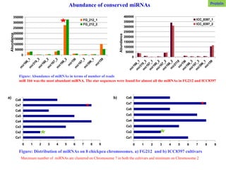 Figure: Abundance of miRNAs in terms of number of reads
miR 166 was the most abundant miRNA. The star sequences were found for almost all the miRNAs in FG212 and ICC8397
Abundance of conserved miRNAs
m
ir166_1
m
ir319_3
m
ir167_1
m
ir160_2
m
ir167_2
m
ir166_2
m
ir2118
m
ir156
m
ir166_3
m
ir167_3
m
ir396_1
m
ir159
0
50000
100000
150000
200000
250000
300000
350000
400000
ICC_8397_1
ICC_8397_2
Abundance
Ca1
Ca2
Ca3
Ca4
Ca5
Ca6
Ca7
Ca8
0 1 2 3 4 5 6 7 8 9
Ca1
Ca2
Ca3
Ca4
Ca5
Ca6
Ca7
Ca8
0 1 2 3 4 5 6 7 8 9
a) b)
Figure: Distribution of miRNAs on 8 chickpea chromosomes. a) FG212 and b) ICC8397 cultivars
Maximum number of miRNAs are clustered on Chromosome 7 in both the cultivars and minimum on Chromosome 2
0
50000
100000
150000
200000
250000
300000
350000
FG_212_1
FG_212_2
Abundance
Protein
 