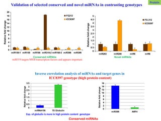 Validation of selected conserved and novel miRNAs in contrasting genotypes
miR263 miR200 miR6 miR8
0
0.5
1
1.5
2
2.5
3
3.5
4
4.5
5
FG 212
ICC8397
Novel miRNAs
Relative
fold
change
miR156-1 miR159 miR166 miR319-2 miR160-3 miR398 miR399
0
2
4
6
8
10
12
14
16
18
20
FG212
ICC8397
Conserved miRNAs
Relative
fold
change
miRNA156 7S Globulin
0
0.5
1
1.5
2
2.5
3
3.5
Relative
fold
change
miR399 ARF4
0
2
4
6
8
10
12
14
16
Relative
fold
change
Inverse correlation analysis of miRNAs and target genes in
ICC8397 genotype (high protein content)
Conserved miRNAs
miR319 targets MYB transcription factors and appears important.
Protein
Exp. of globulin is more in high protein content genotype
 