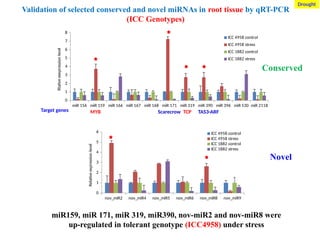 Validation of selected conserved and novel miRNAs in root tissue by qRT-PCR
(ICC Genotypes)
miR 156 miR 159 miR 166 miR 167 miR 168 miR 171 miR 319 miR 390 miR 396 miR 530 miR 2118
0
1
2
3
4
5
6
7
8
ICC 4958 control
ICC 4958 stress
ICC 1882 control
ICC 1882 stress
Rlative
eexpression
level
nov_miR2 nov_miR4 nov_miR5 nov_miR6 nov_miR8 nov_miR9
0
1
2
3
4
5
6 ICC 4958 control
ICC 4958 stress
ICC 1882 control
ICC 1882 stress
Relative
expression
level
Conserved
Novel
miR159, miR 171, miR 319, miR390, nov-miR2 and nov-miR8 were
up-regulated in tolerant genotype (ICC4958) under stress
MYB Scarecrow TCP TAS3-ARF
Target genes
Drought
 