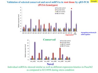 miR 156 miR 159 miR 166 miR 167 miR 168 miR 171 miR 319 miR 390 miR 396 miR 530 miR
2118
0
1
2
3
4
5
6
7
8
9 Pusa 362 control
Pusa 362 stress
SBD 377 control
SBD 377 stress
Relative
expression
level
nov_miR2 nov_miR4 nov_miR5 nov_miR6 nov_miR8 nov_miR9
0
2
4
6
8
10
12
14 Pusa 362 control
Pusa 362 stress
SBD 377 control
SBD 377 stress
Relative
expression
level
Individual miRNAs showed similar as well as different expression kinetics in Pusa362
as compared to ICC4958 during stress condition
Validation of selected conserved and novel miRNAs in root tissue by qRT-PCR
(PUSA Genotypes)
Conserved
Novel
Argonaute1
Drought
Autoregulatory mechanism for
miRNA regulation
 