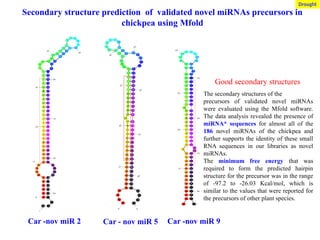 Car -nov miR 2 Car - nov miR 5 Car -nov miR 9
Secondary structure prediction of validated novel miRNAs precursors in
chickpea using Mfold
Good secondary structures
The secondary structures of the
precursors of validated novel miRNAs
were evaluated using the Mfold software.
The data analysis revealed the presence of
miRNA* sequences for almost all of the
186 novel miRNAs of the chickpea and
further supports the identity of these small
RNA sequences in our libraries as novel
miRNAs.
The minimum free energy that was
required to form the predicted hairpin
structure for the precursor was in the range
of -97.2 to -26.03 Kcal/mol, which is
similar to the values that were reported for
the precursors of other plant species.
Drought
 