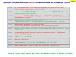miR168 WD repeat and HMG-box DNA-binding protein 1 (LOC101508348), hsp70-Hsp90 organizing protein 3
(LOC101494428), zinc finger protein ZAT4 (LOC101511854)
miR167 auxin response factor 6 (LOC101500671), zinc-finger homeodomain protein 11 (LOC101495604), F-box/LRR-
repeat protein At1g67190 (LOC101489858)
miR159 transcription factor GAMYB-like (LOC101495598), cytochrome P450 89A2-like (LOC101501122), AP-1 complex
subunit gamma (LOC101495931)
miR156 squamosa promoter-binding-like protein 9 (LOC101502532),
AUXIN SIGNALING F-BOX 2 (LOC101505746), MADS-box transcription factor 1-like (LOC101503539)
miR166 homeobox-leucine zipper protein ATHB-15 (LOC101493124),
transcription factor bHLH49 (LOC101491087), GRF1-interacting factor 3 (LOC101508094)
miR319 transcription factor TCP4-like (LOC101504111), E3 ubiquitin-protein ligase MBR2 (LOC101507426), GAMYB
(LOC101499054)
miR396 growth-regulating factor 4 (LOC101500728), ABSCISIC ACID-INSENSITIVE protein 2 (LOC101490892),
phytochrome A (LOC101496082)
miR390 PCTP-like protein (LOC101494413)
miR530 midasin-like (LOC101507441)
miR171 scarecrow-like protein 6 (LOC101512296), scarecrow-like protein 27 (LOC101512296)
miR2118 disease resistance protein (TIR-NBS-LRR class), auxin response factor 17 (LOC101514889)
Target gene prediction of validated conserved miRNAs by miRanda and psRNA target software
Several Transcription factors were identified as target genes of different miRNAs
Drought
 