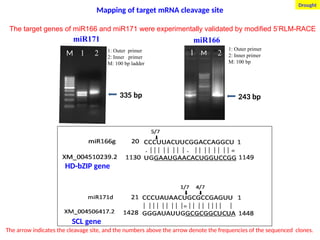 miR171
1: Outer primer
2: Inner primer
M: 100 bp ladder
M 1 2
335 bp
miR166
1: Outer primer
2: Inner primer
M: 100 bp
M
1 2
1 2
M
243 bp
HD-bZIP gene
SCL gene
The target genes of miR166 and miR171 were experimentally validated by modified 5’RLM-RACE
The arrow indicates the cleavage site, and the numbers above the arrow denote the frequencies of the sequenced clones.
Mapping of target mRNA cleavage site
Drought
 
