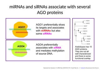 miRNAs and siRNAs associate with several
AGO proteins
AGO1
AGO4
AGO1 preferentially slices
its targets and associates
with miRNAs but also
some siRNAs
AGO4 preferentially
associates with siRNA
and mediates methylation
of source DNA.
Arabidopsis has 10
AGO proteins.
They are not all
well characterized
and there is some
functional overlap.
Reprinted from Vaucheret, H. (2008) Plant ARGONAUTES. Trends Plant Sci. 13: 350-358 with permission from Elsevier.
 