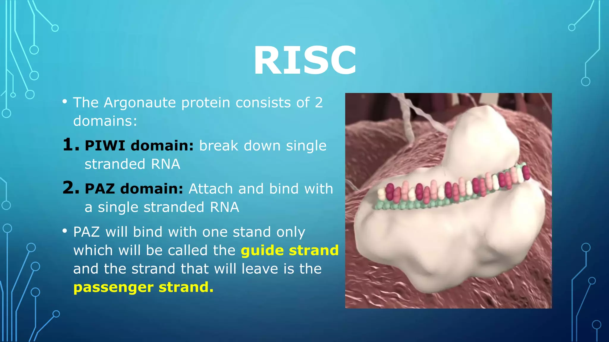 RISC
• The Argonaute protein consists of 2
domains:
1. PIWI domain: break down single
stranded RNA
2. PAZ domain: Attach and bind with
a single stranded RNA
• PAZ will bind with one stand only
which will be called the guide strand
and the strand that will leave is the
passenger strand.
 