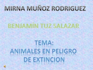 MIRNA MUÑOZ RODRIGUEZ BENJAMÍN TUZ SALAZAR TEMA: ANIMALES EN PELIGRO  DE EXTINCION 