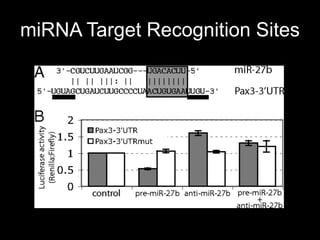 miRNA Target Recognition Sites
 