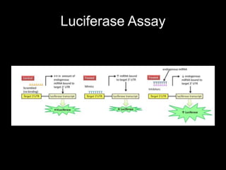 Luciferase Assay
 