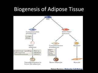 Biogenesis of Adipose Tissue
 