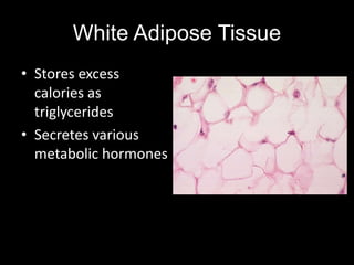 White Adipose Tissue
• Stores excess
  calories as
  triglycerides
• Secretes various
  metabolic hormones
 