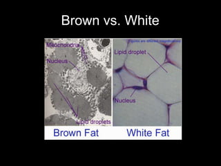 Brown vs. White
 