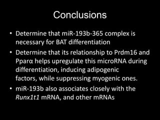 Conclusions
• Determine that miR-193b-365 complex is
  necessary for BAT differentiation
• Determine that its relationship to Prdm16 and
  Pparα helps upregulate this microRNA during
  differentiation, inducing adipogenic
  factors, while suppressing myogenic ones.
• miR-193b also associates closely with the
  Runx1t1 mRNA, and other mRNAs
 