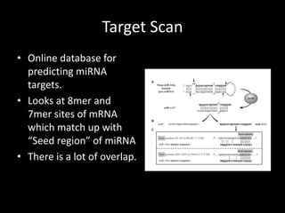 Target Scan
• Online database for
  predicting miRNA
  targets.
• Looks at 8mer and
  7mer sites of mRNA
  which match up with
  “Seed region” of miRNA
• There is a lot of overlap.
 