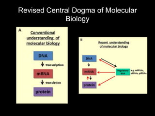 Revised Central Dogma of Molecular
             Biology
 