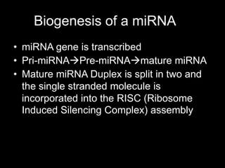Biogenesis of a miRNA
• miRNA gene is transcribed
• Pri-miRNAPre-miRNAmature miRNA
• Mature miRNA Duplex is split in two and
  the single stranded molecule is
  incorporated into the RISC (Ribosome
  Induced Silencing Complex) assembly
 