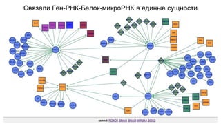 Связали Ген-РНК-Белок-микроРНК в единые сущности 
 