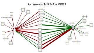 Антагонизм MIR34A и MIR21 
 
