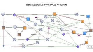 Потенциальные пути: PAX6 => OPTN 
 