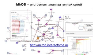 MirOB -- инструмент анализа генных сетей 
http://mirob.interactome.ru 
 