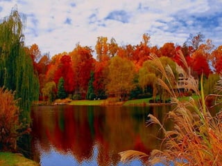 Miroirs naturels 201332