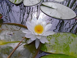 Miroirs naturels 201332