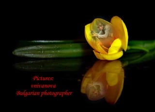 Pictures:  vnivanova  Bulgarian photographer 