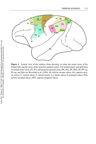 MIRROR NEURONS              C-1
Annu. Rev. Neurosci. 2004.27:169-192. Downloaded from arjournals.annualreviews.org
       by University of Colorado - Boulder on 10/18/07. For personal use only.




                                                                                     Figure 1 Lateral view of the monkey brain showing, in color, the motor areas of the
                                                                                     frontal lobe and the areas of the posterior parietal cortex. For nomenclature and definition
                                                                                     of frontal motor areas (F1–F7) and posterior parietal areas (PE, PEc, PF, PFG, PG, PF op,
                                                                                     PG op, and Opt) see Rizzolatti et al. (1998). AI, inferior arcuate sulcus; AS, superior arcu-
                                                                                     ate sulcus; C, central sulcus; L, lateral fissure; Lu, lunate sulcus; P, principal sulcus; POs,
                                                                                     parieto-occipital sulcus; STS, superior temporal sulcus.
 