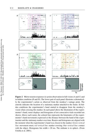 C-2      RIZZOLATTI     I   CRAIGHERO
Annu. Rev. Neurosci. 2004.27:169-192. Downloaded from arjournals.annualreviews.org
       by University of Colorado - Boulder on 10/18/07. For personal use only.




                                                                                           Figure 2 Mirror neuron responses to action observation in full vision (A and C) and
                                                                                           in hidden condition (B and D). The lower part of each panel illustrates schematical-
                                                                                           ly the experimenter’s action as observed from the monkey’s vantage point. The
                                                                                           asterisk indicates the location of a stationary marker attached to the frame. In hid-
                                                                                           den conditions the experimenter’s hand started to disappear from the monkey’s
                                                                                           vision when crossing this marker. In each panel above the illustration of the experi-
                                                                                           menter’s hand, raster displays and histograms of ten consecutive trials recorded are
                                                                                           shown. Above each raster, the colored line represents the kinematics of the experi-
                                                                                           menter’s hand movements expressed as the distance between the hand of the exper-
                                                                                           imenter and the stationary marker over time. Rasters and histograms are aligned with
                                                                                           the moment when the experimenter’s hand was closest to the marker. Green vertical
                                                                                           line: movement onset; red vertical line: marker crossing; blue vertical line: contact
                                                                                           with the object. Histograms bin width = 20 ms. The ordinate is in spike/s. (From
                                                                                           Umiltà et al. 2001).
 