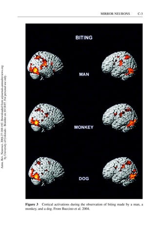 Annu. Rev. Neurosci. 2004.27:169-192. Downloaded from arjournals.annualreviews.org
                                                                                         by University of Colorado - Boulder on 10/18/07. For personal use only.




monkey, and a dog. From Buccino et al. 2004.
                                                                                                                                                                       MIRROR NEURONS
                                                                                                                                                                       C-3




Figure 3 Cortical activations during the observation of biting made by a man, a
 
