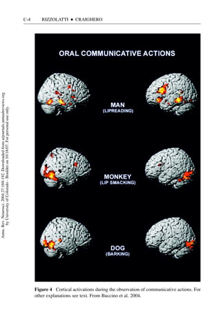 C-4      RIZZOLATTI    I   CRAIGHERO
Annu. Rev. Neurosci. 2004.27:169-192. Downloaded from arjournals.annualreviews.org
       by University of Colorado - Boulder on 10/18/07. For personal use only.




                                                                                           Figure 4 Cortical activations during the observation of communicative actions. For
                                                                                           other explanations see text. From Buccino et al. 2004.
 