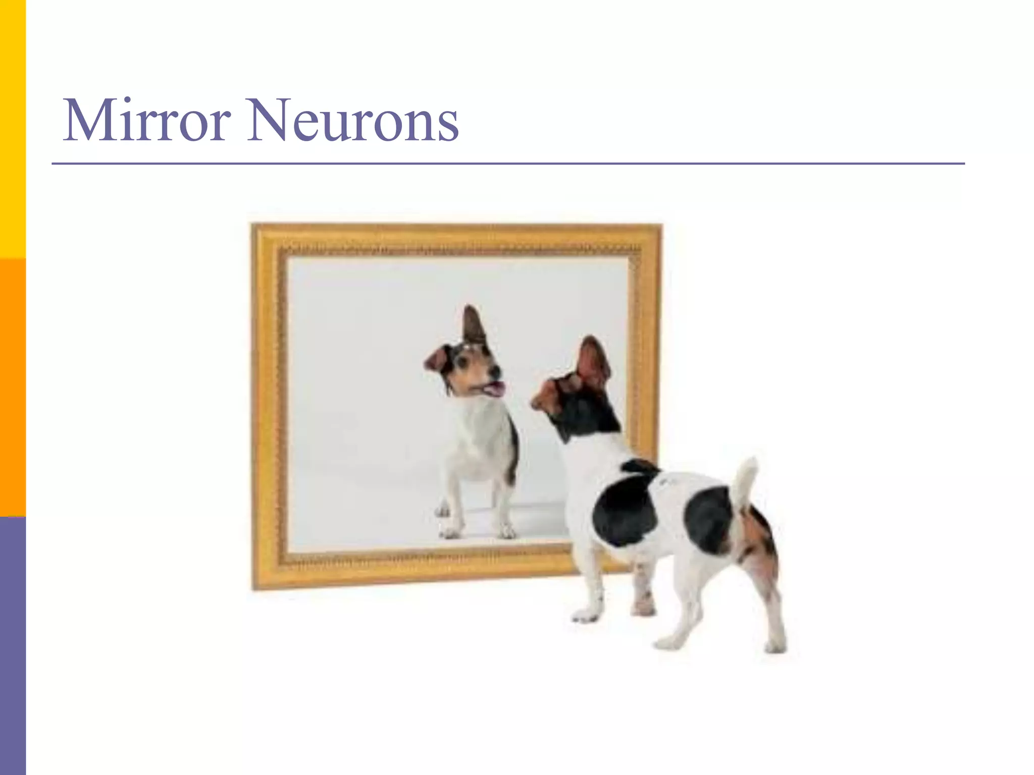 Mirror Neurons
 