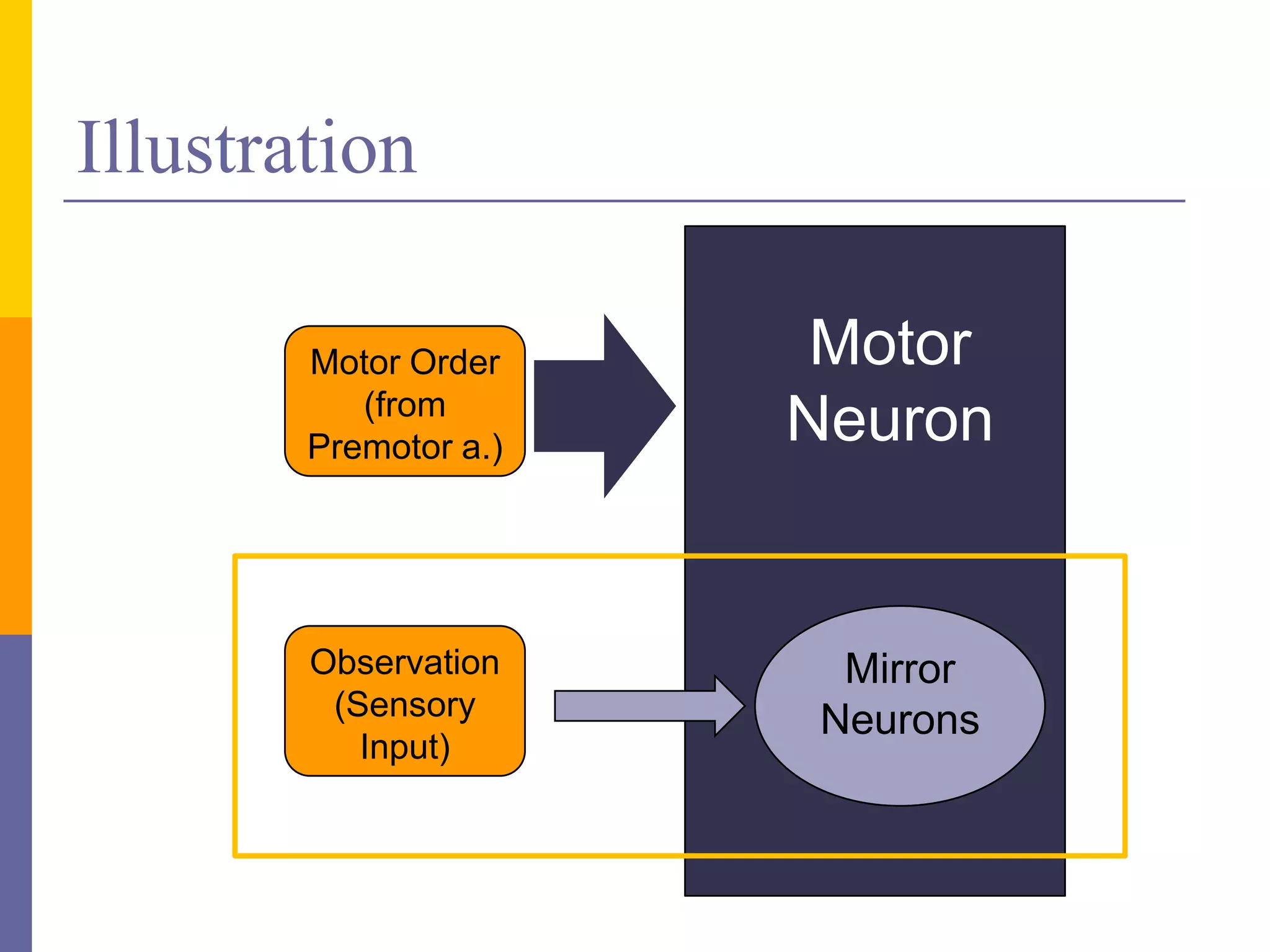 Illustration

        Motor Order     Motor
           (from
        Premotor a.)
                       Neuron


        Observation     Mirror
         (Sensory      Neurons
           Input)
 