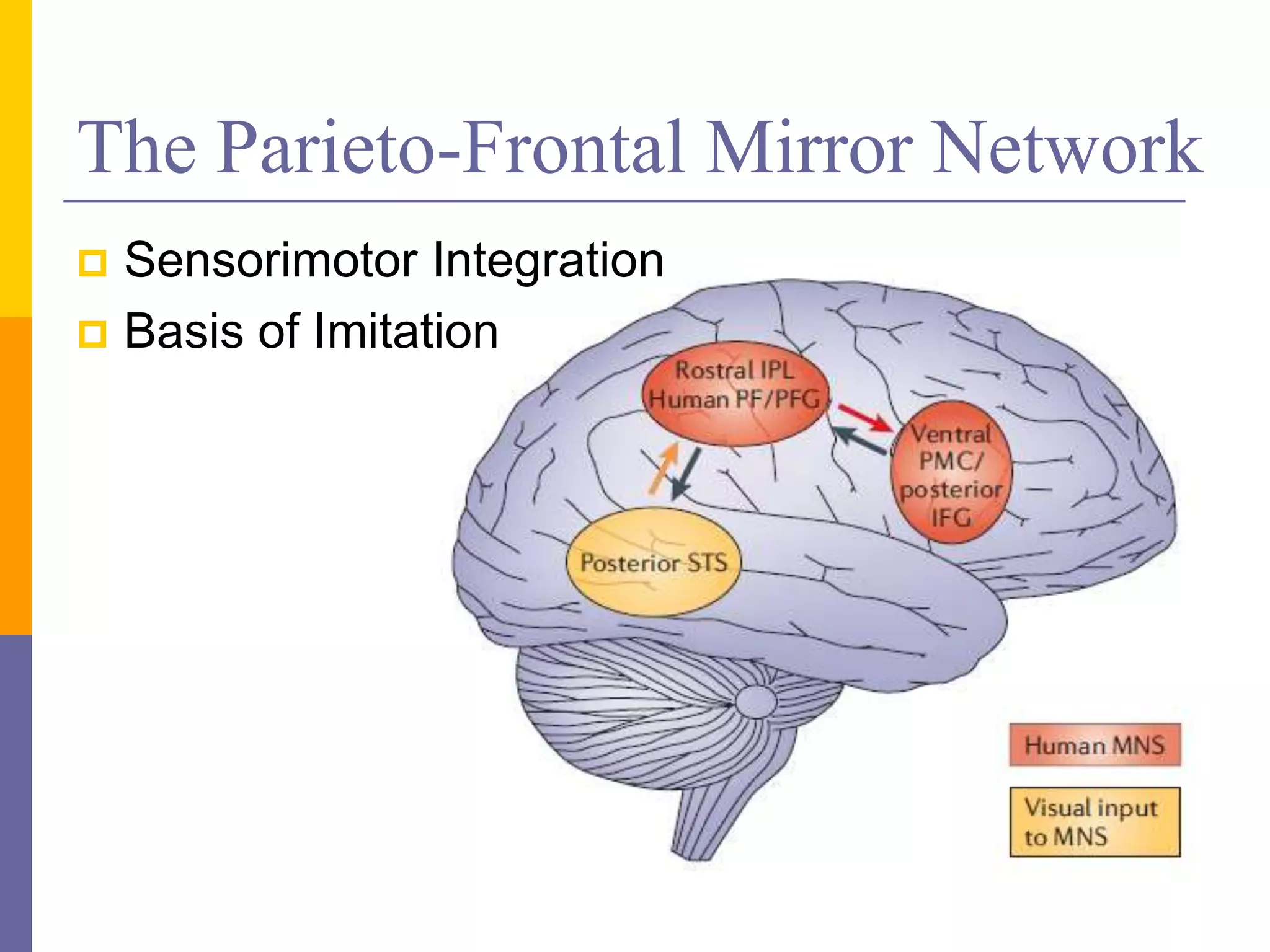 The Parieto-Frontal Mirror Network
 Sensorimotor Integration
 Basis of Imitation
 