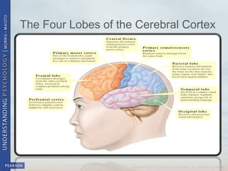 The Four Lobes of the Cerebral Cortex
 